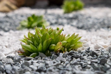 Two-Bedroom Apartment in Nerezine for Up to 5