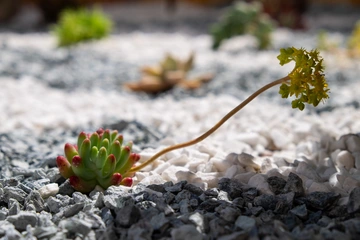 Two-Bedroom Apartment in Nerezine for Up to 5