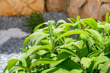 Two-Bedroom Apartment in Nerezine for Up to 5