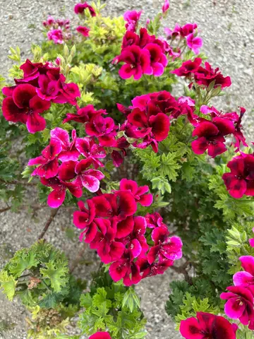 Infinity Pool 3-Bedroom Villa in Dubrovnik