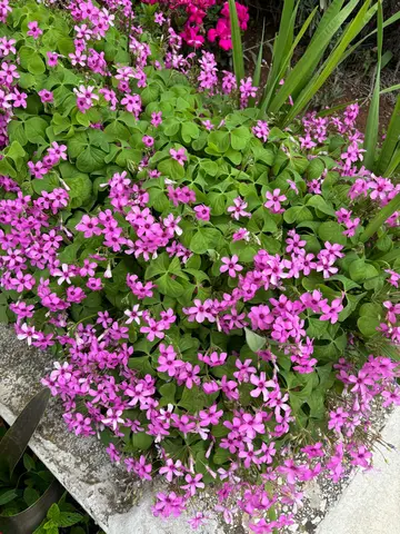 Infinity Pool 3-Bedroom Villa in Dubrovnik