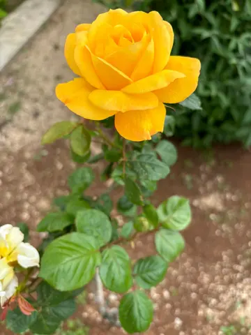 Infinity Pool 3-Bedroom Villa in Dubrovnik