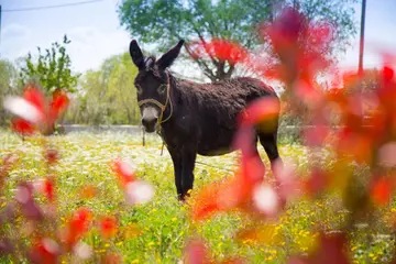 3-Bedroom Private Villa in Ljubotić (Up to 8)