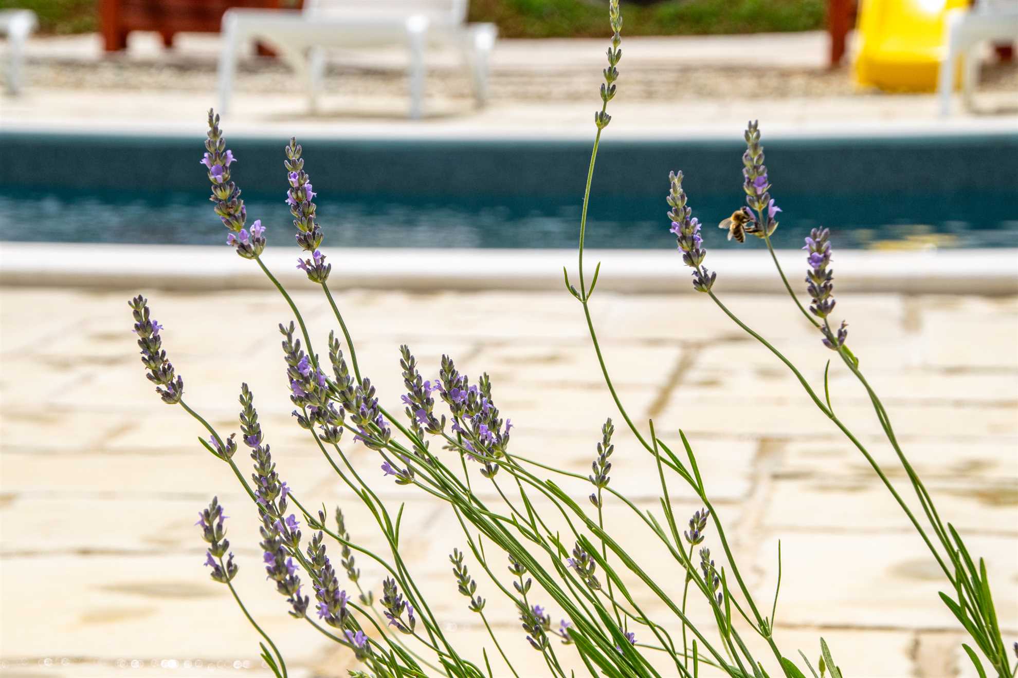 New Serenity Zen Garden Holiday Villa