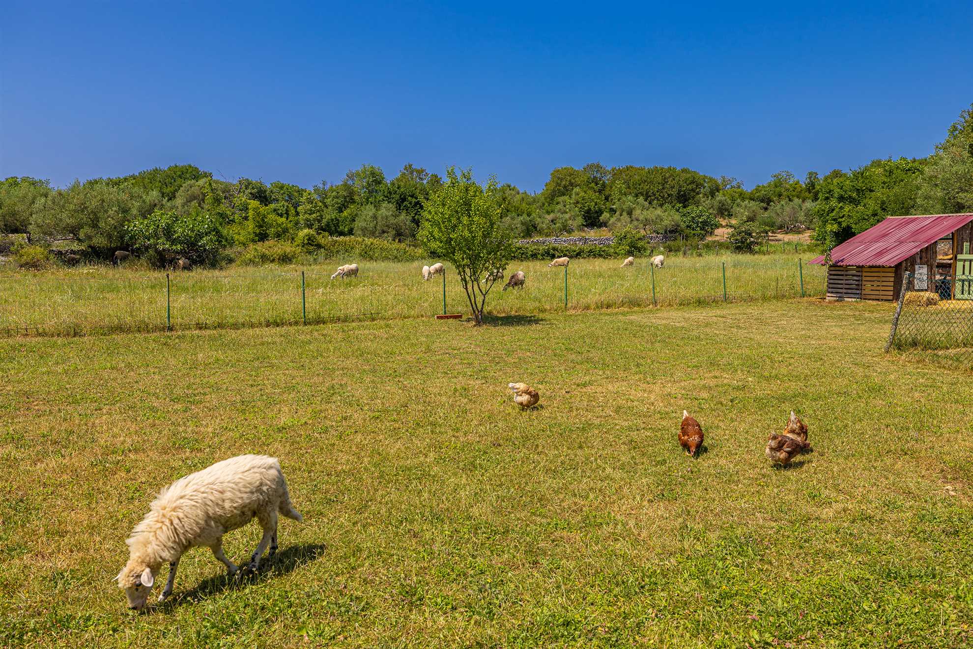 Ferienhaus FRANOLIC mit Swimmingpool
