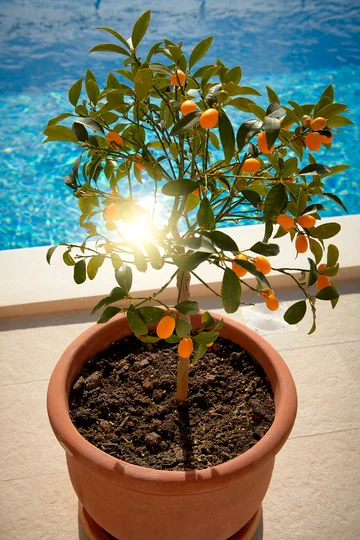 3-Bedroom Villa on Hvar for 6 Guests