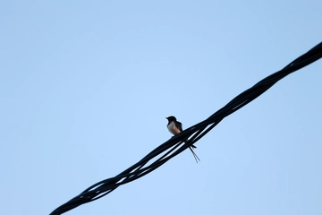 Stone Villa with Pool and Sea Views in Prizna