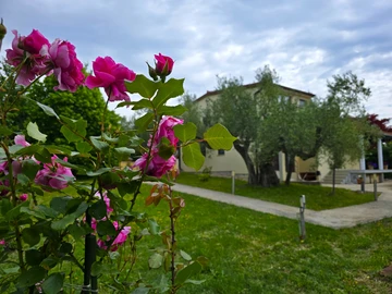 Ground-Floor Apartment with Terrace in Rovinj